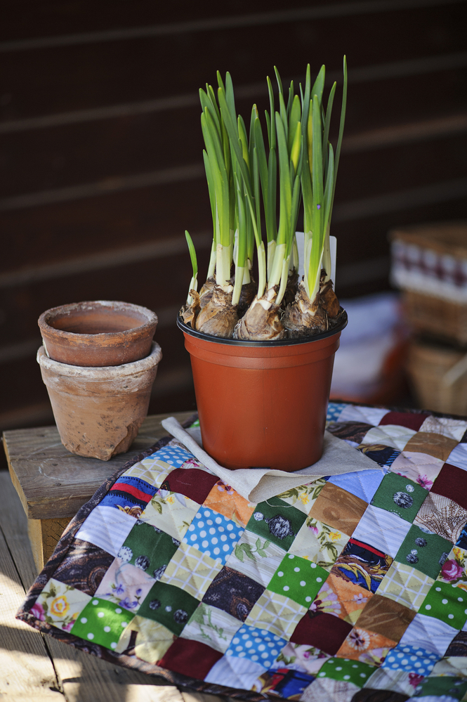 A pot of flower bulbs is bursting with new sprouts. It sits on a table with a checkered cloth, next to a couple of other empty flower pots.